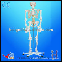 Esqueleto de anatomia médica (85CM) mini esqueletos humanos